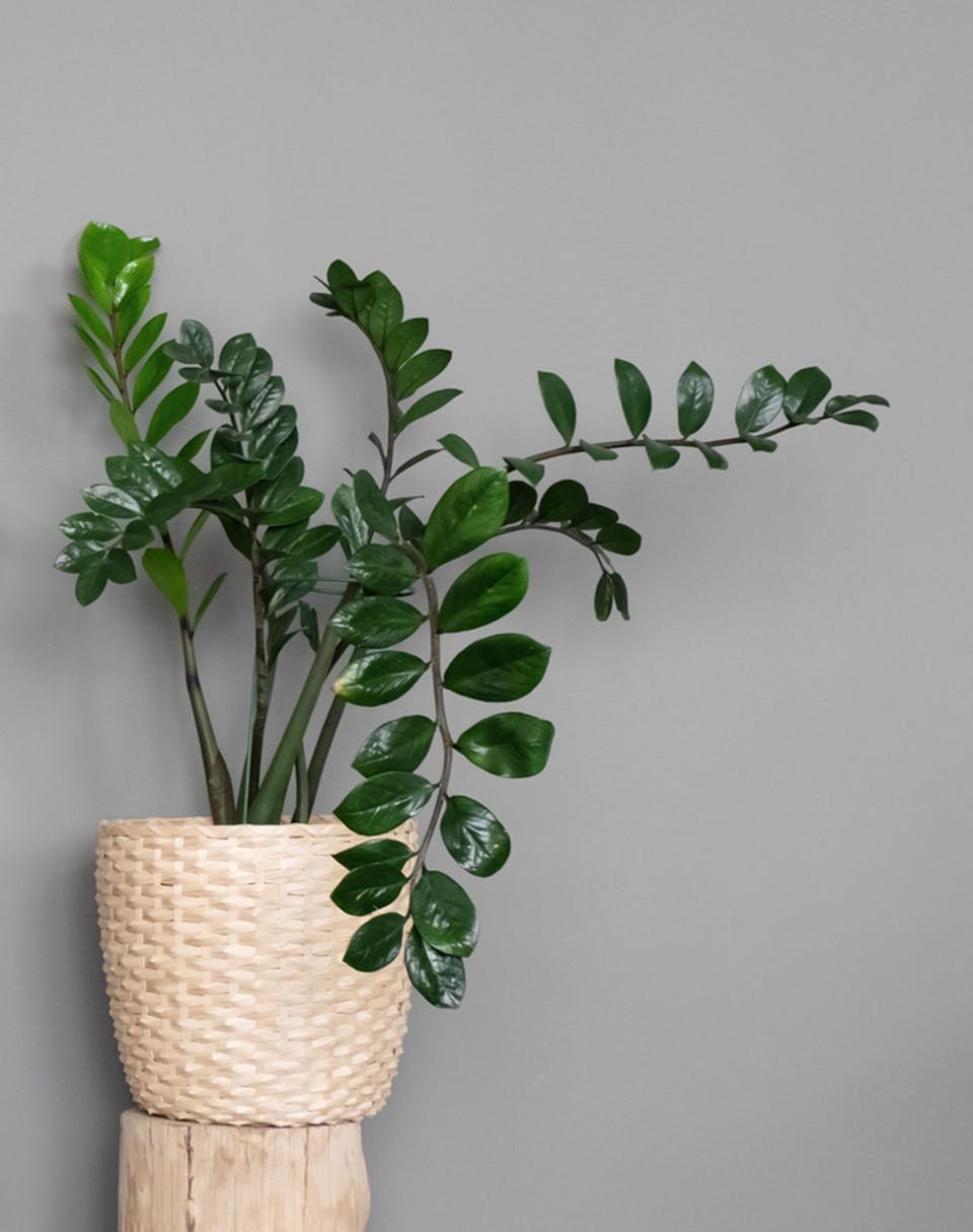 Planter til badet ideer Planter til badet ideer